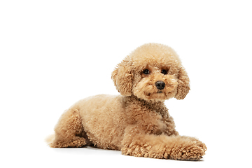 Image showing Cute puppy of Maltipoo dog posing isolated over white background