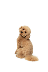 Image showing Cute puppy of Maltipoo dog posing isolated over white background