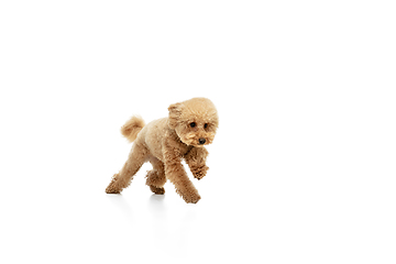 Image showing Cute puppy of Maltipoo dog posing isolated over white background