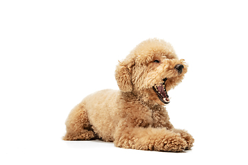 Image showing Cute puppy of Maltipoo dog posing isolated over white background