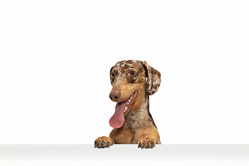 Image showing Cute puppy of Dachshund dog posing isolated over white background