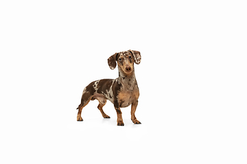 Image showing Cute puppy of Dachshund dog posing isolated over white background