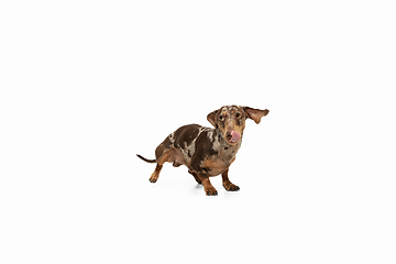 Image showing Cute puppy of Dachshund dog posing isolated over white background