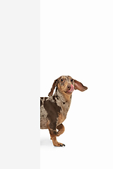 Image showing Cute puppy of Dachshund dog posing isolated over white background