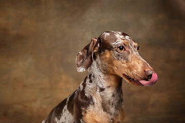 Image showing Cute puppy of Dachshund dog posing isolated over brown background