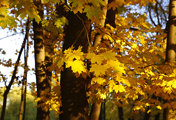 Image showing Yellow autumn branches of maple trees
