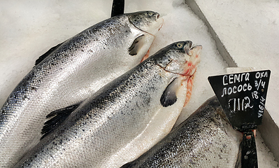 Image showing fresh cooled salmon fish on ice for sale in market