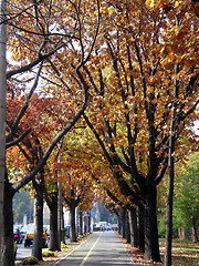 Image showing Autumn in the city