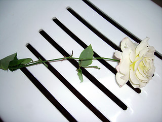 Image showing Rose