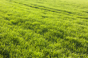 Image showing grass field, corn