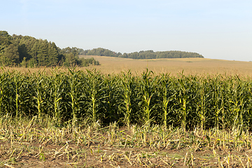 Image showing field of corn