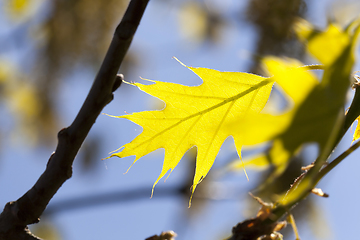 Image showing green oak