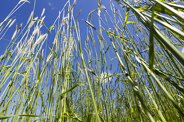 Image showing stalks of wheat