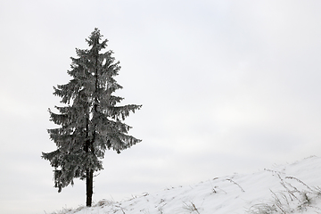 Image showing Winter tree