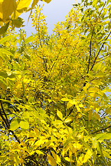 Image showing yellow foliage of ash