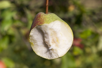 Image showing Hanging bitten pear