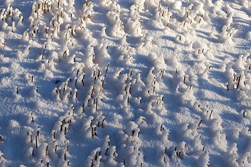 Image showing Snow drifts in winter