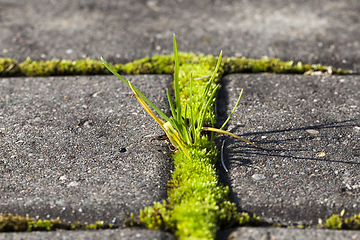 Image showing old Bricks and grass