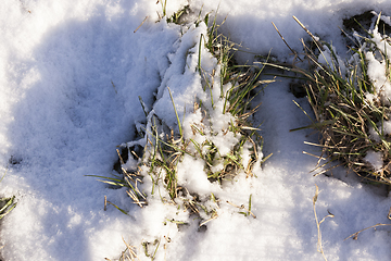 Image showing Grass under the snow