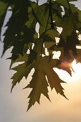 Image showing maple leaf