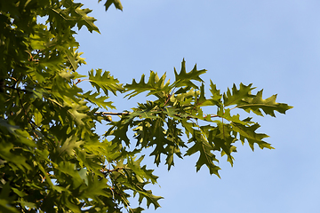 Image showing Branches of oak