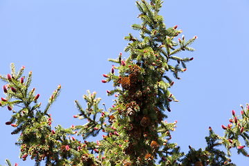 Image showing Spruce in the spring