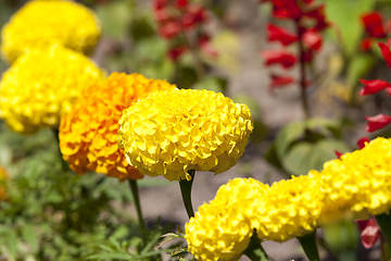 Image showing large yellow flowers