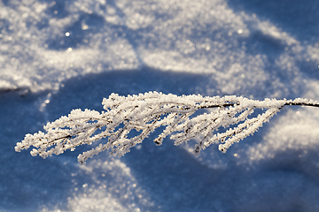 Image showing Plant in the frost