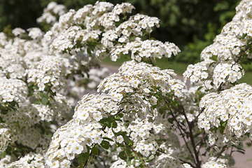 Image showing flowering shrub