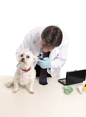 Image showing Veterinarian at work