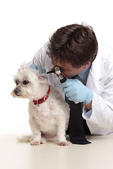 Image showing Vet checking dog