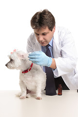 Image showing Vet puts eardrops into dogs ears