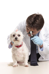 Image showing Vet inspecting dogs ears