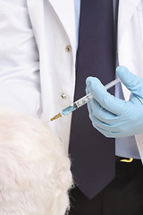 Image showing Vet giving animal injection