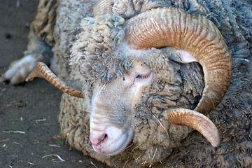 Image showing Merino Sheep