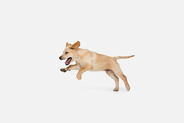 Image showing Little Labrador Retriever playing on white studio background