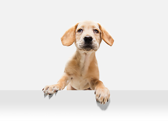 Image showing Little Labrador Retriever playing on white studio background