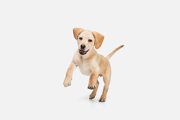 Image showing Little Labrador Retriever playing on white studio background