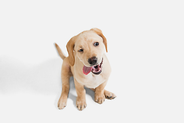 Image showing Little Labrador Retriever playing on white studio background