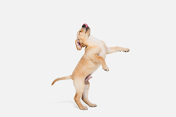 Image showing Little Labrador Retriever playing on white studio background