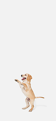 Image showing Little Labrador Retriever playing on white studio background