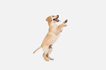 Image showing Little Labrador Retriever playing on white studio background