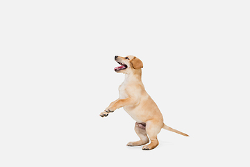 Image showing Little Labrador Retriever playing on white studio background