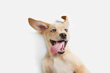 Image showing Little Labrador Retriever playing on white studio background