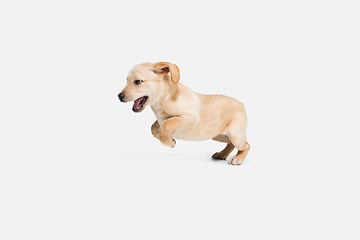Image showing Little Labrador Retriever playing on white studio background