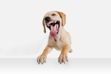 Image showing Little Labrador Retriever playing on white studio background