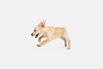 Image showing Little Labrador Retriever playing on white studio background