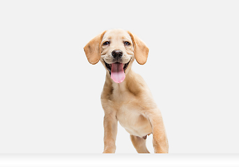 Image showing Little Labrador Retriever playing on white studio background