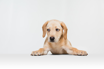 Image showing Little Labrador Retriever playing on white studio background