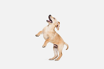 Image showing Little Labrador Retriever playing on white studio background